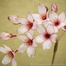 수지장식 이미지