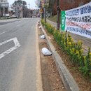 왕버들로 이미지