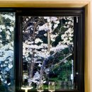 대흥동 주민센터 | 공덕 경의선숲길 벚꽃 실시간 개화 현황 데이트 코스 추천