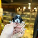 타이니켄넬 이미지