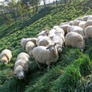 구상목장 이미지