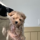 행복하개 애견샵 | 홍성애견분양 오래오래 행복하개