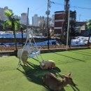 하이애니멀샵 이미지