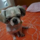 킴스애견미용실 이미지