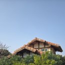 중문그린힐통나무펜션 | 강아지 동반 제주 숙소 추천｜서귀포 독채 펜션 웨스티하우스 후기 (재방문의사 100%)