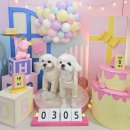 11590-나212-4 | [공지] [화곡]서울 강아지사진관 생일기념강아지촬영 3355스튜디오 1000프로 만족후기