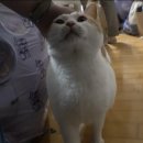 고양이 별 이미지