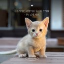 주식회사 대구고양이분양 네코냥 | 울산 먼치킨 고양이분양 후기 – 네코냥 먼치킨 분양 후기