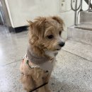 해피애견 | 하이해피 애견미용 후기