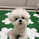 hododog(호도독) 이미지