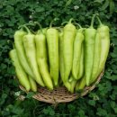 선인농장 이미지