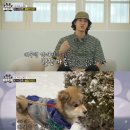 털뭉치들 이미지