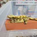 라피스게코 이미지