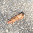 e-zen(녹색도시체험센터) | 강릉 아르떼뮤지엄 할인 주차 관람시간 pink moon festa