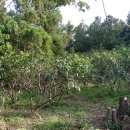 김영일 농장 이미지