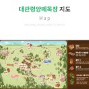 플란다스 힐 | 강원도 대관령 양떼목장 꿀팁🩵