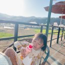 흥안농장 | 북면 벚꽃,벚꽃 카페 윈드밀 ,주말 나들이