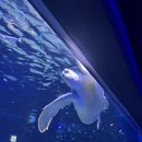 <광교 아쿠아플레넷🐠🐟🐡> 수원 주말 나들이추천, 어른들도 갈만하던데요??!! + 티켓싸게사는법, 내.돈.내...