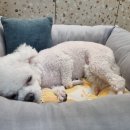 마이하우스퍼피 애견호텔유치원 이미지