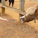 재하목장 이미지