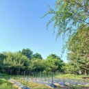 부근농장 이미지