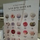 앙보화 | 인천 롯데백화점 디저트 맛집 '앙보화' : 소중한 분께 선물하기 좋은 신년 화과자 구매 후기