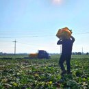 돼지잡는농부 이미지