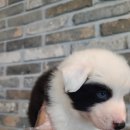 매일행복하개 이미지