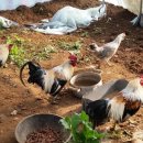 통일농장 이미지