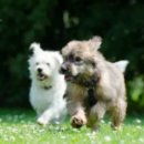 목욕하는 강아지 이미지