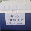 오리면 돼지 이미지