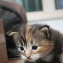 러블리메인쿤 이미지