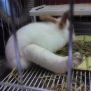 포포동물병원 이미지