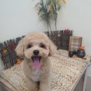 똑똑독 펫살롱 이미지