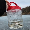 춘천실내낚시터 | 2026 양평 빙어축제 백동낚시터 입장료 가격 얼음 빙어낚시