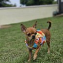 호야별 애견유치원 이미지