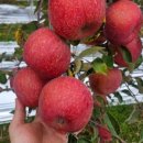 창용농장 이미지