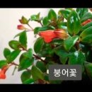 네마탄투스 복어꽃 레마탄 키우기 물주기 이름이 몇 개니? 이미지