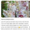 소니아플레르