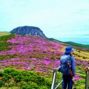 제주 한라산 철쭉산행 이미지