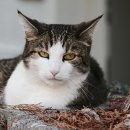 신도시동물병원 이미지