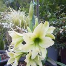 아마릴리스 이미지