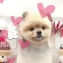 써니애견 미용실 이미지