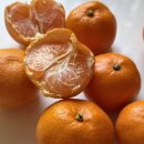 초은몰 | [일상] 2026년 1월