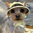 아이도그 이미지