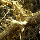 소나무농장 이미지