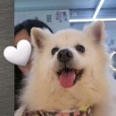 짱구 짱아 애견샵 이미지