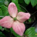 미수로가로수 이미지