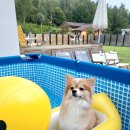 몽시앙 | 강릉 애견펜션 독채펜션, 몽시앙