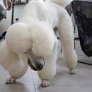 비전동물병원 이미지